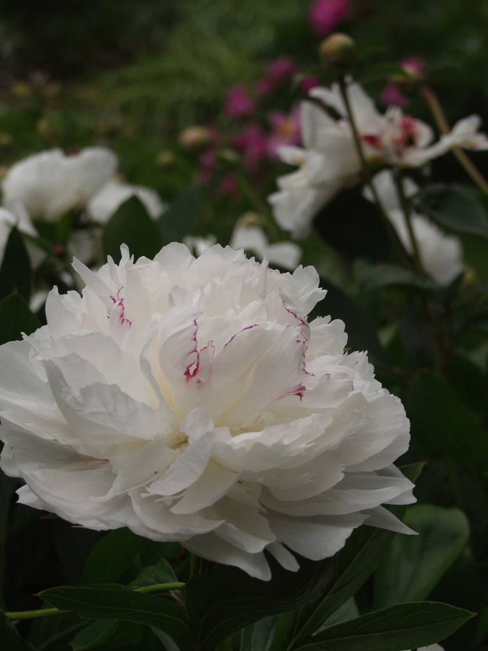 'Festiva Maxima' Peony - Paeonia lactiflora