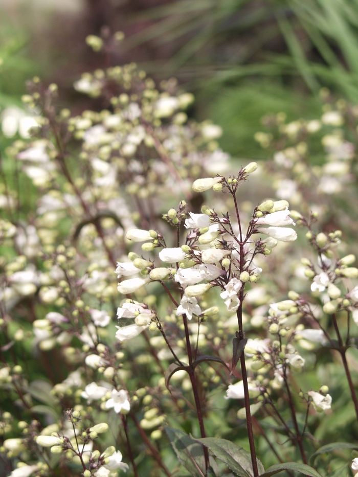 'Husker Red' Beardtongue - Penstemon digitalis