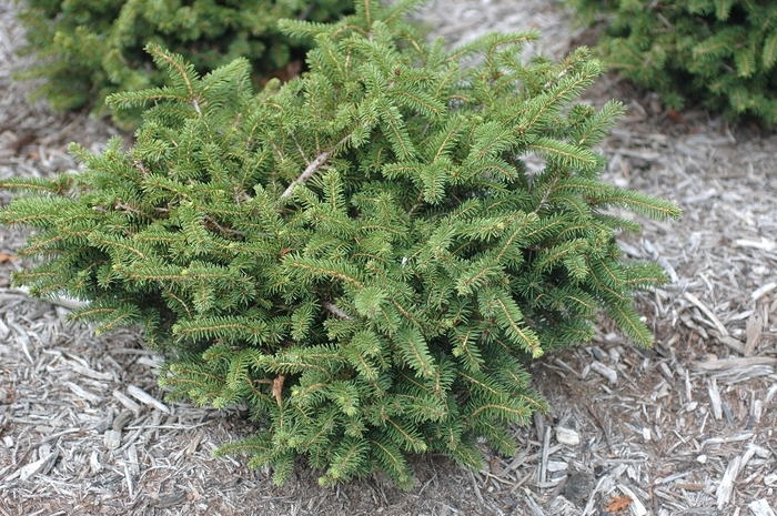 'Nidiformis' Bird's Nest Spruce - Picea abies