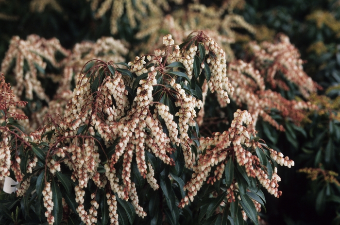 Dorothy Wycoff Pieris - Pieris japonica 'Dorothy Wycoff'