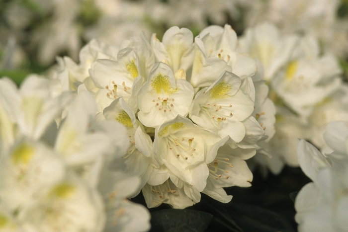 'Chionoides' - Rhododendron 