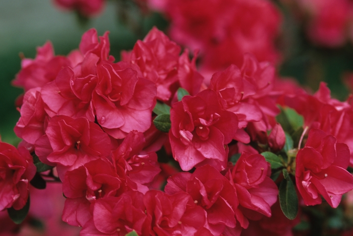 'Girard's Christina' Azalea - Rhododendron Girard hybrid