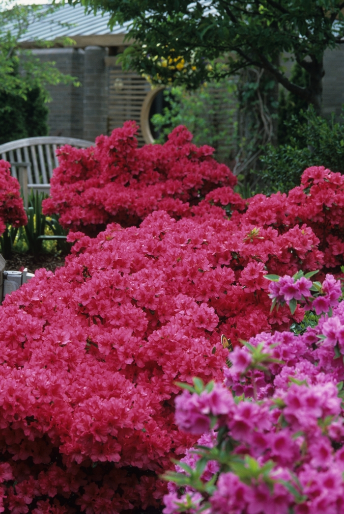 'Girard's Rose' Azalea - Rhododendron Girard hybrid