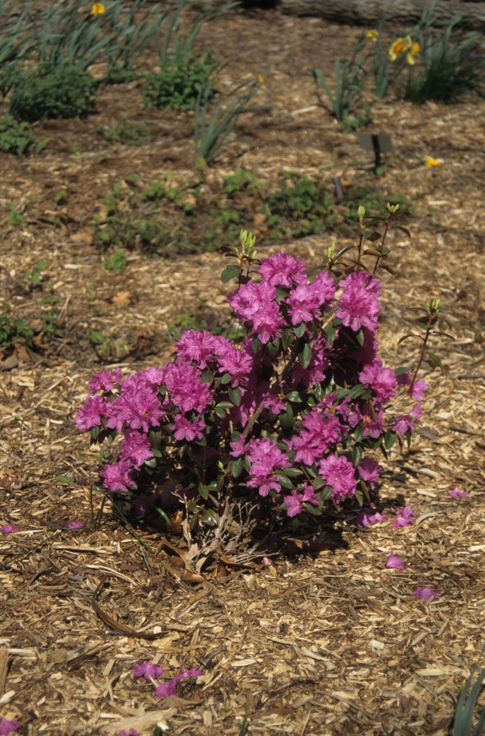 'P.J.M. Elite' - Rhododendron 