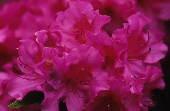 'Purple Pride' Azalea - Rhododendron 