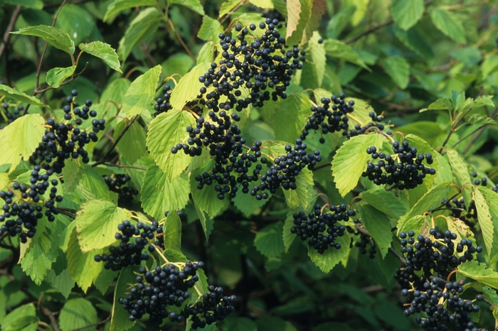 Arrowwood Viburnum - Viburnum dentatum