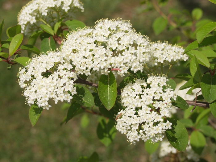 Blackhaw Viburnum - Viburnum prunifolium