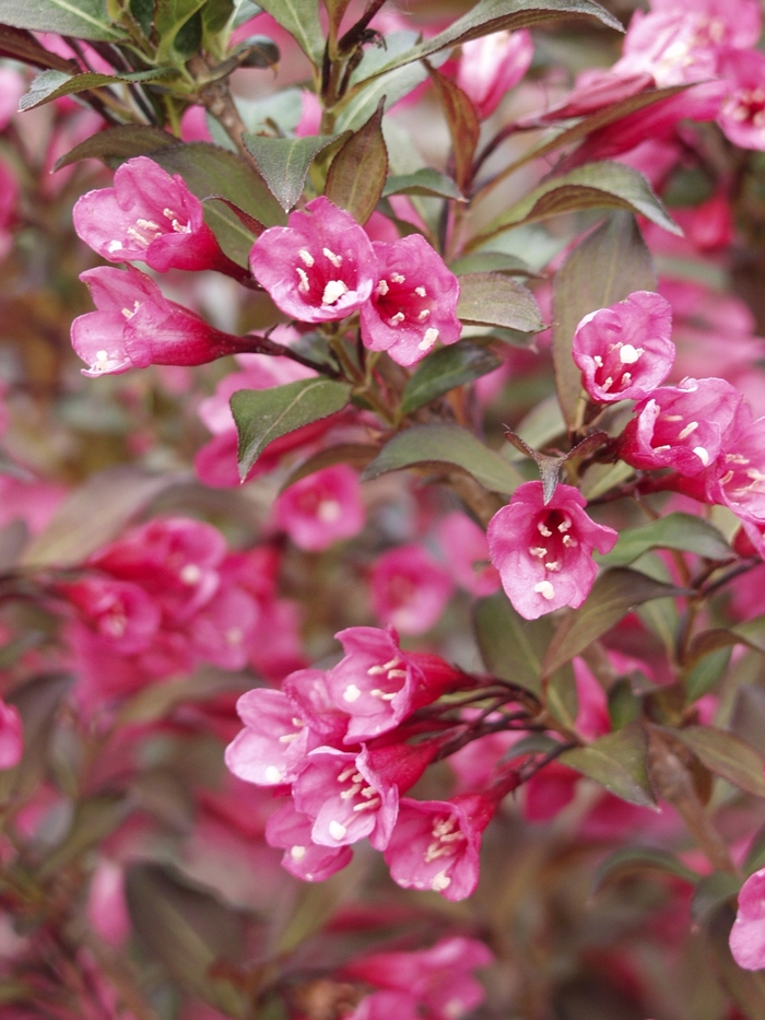 Wine & Roses® - Weigela florida