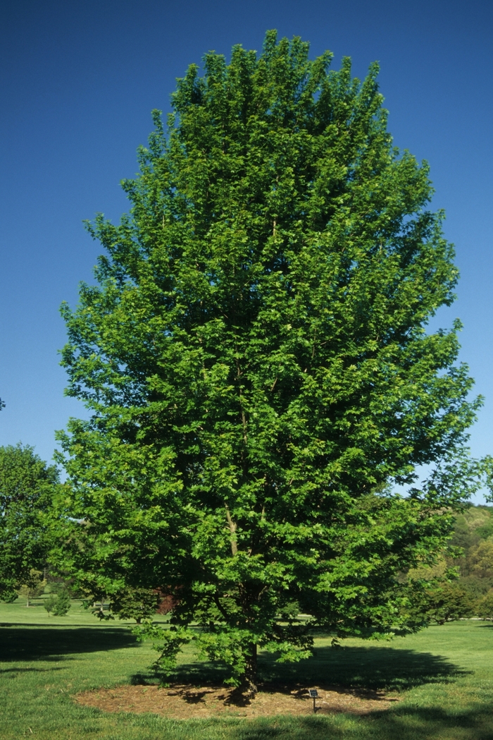 Autumn Blaze® Red Maple Tree - Acer freemanii 'Autumn Blaze®'