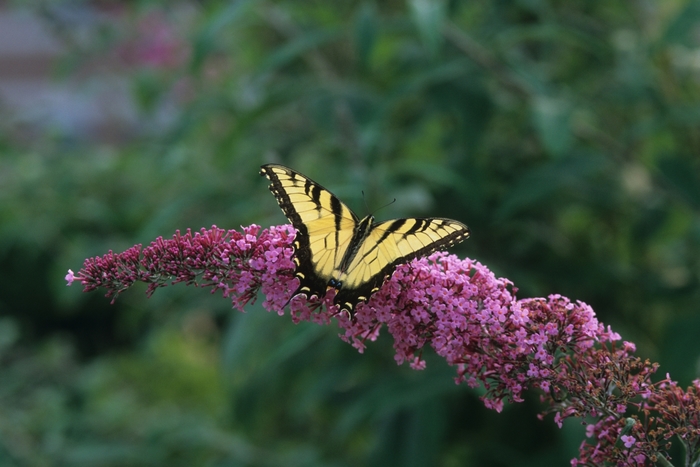 'Pink Delight' Butterfly Bush - Buddleia 