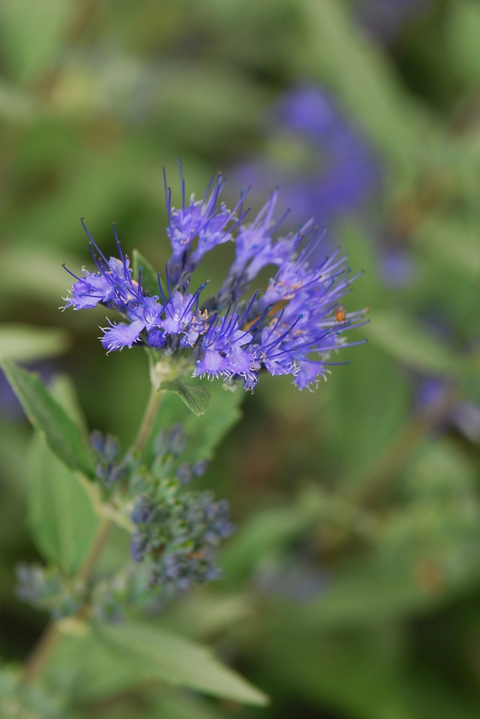 'Dark Knight' Bluebeard - Caryopteris x clandonensis