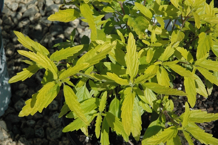 ''Lil Miss Sunshine®'' Bluebeard - Caryopteris x clandonensis