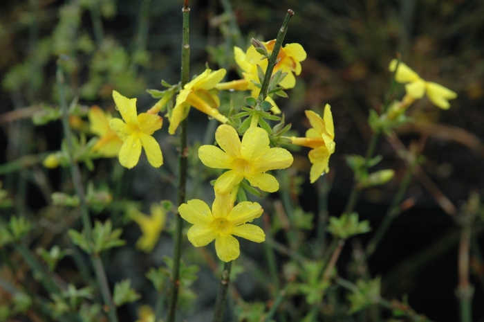 Winter Jasmine - Jasminum nudiflorum