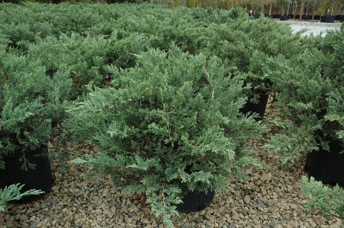 'Expansa ('Parsonii')' Parsons Juniper - Juniperus davurica