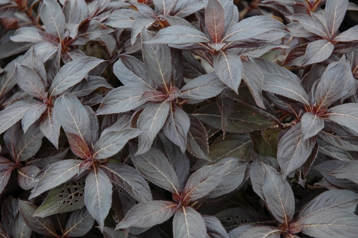 Midnight Wine® - Weigela florida