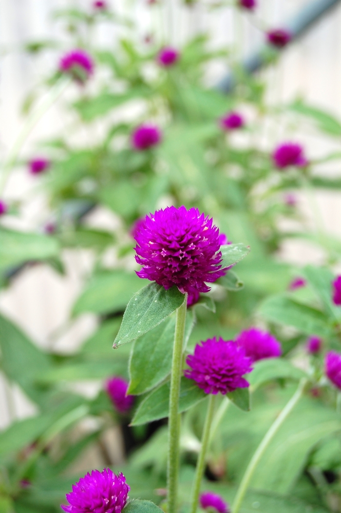 Gomphrena - 