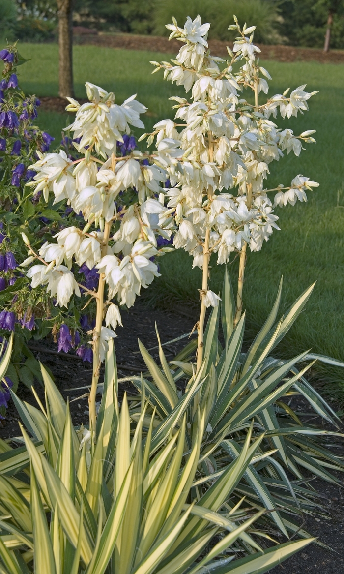 ''Color Guard'' Adam''s Needle - Yucca filamentosa