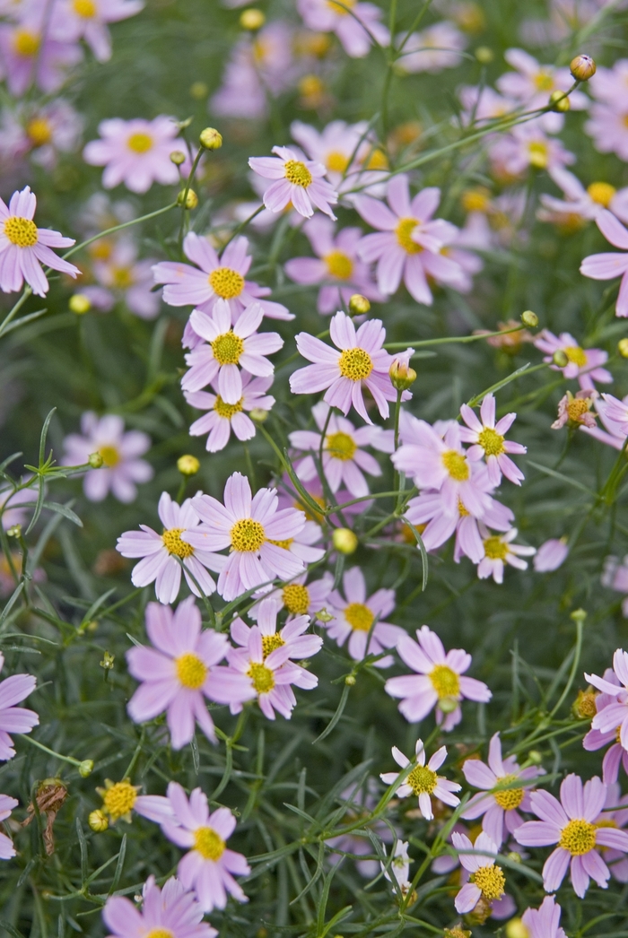 'American Dream' Tickseed - Coreopsis rosea