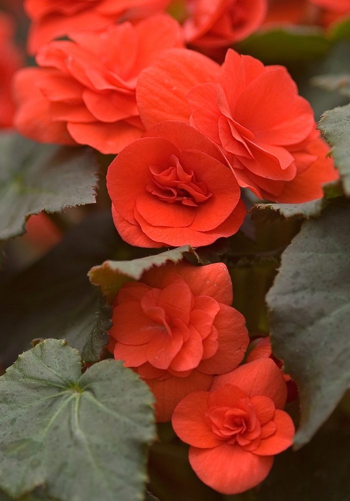 Solenia - Begonia x hiemalis (Rieger Begonia)