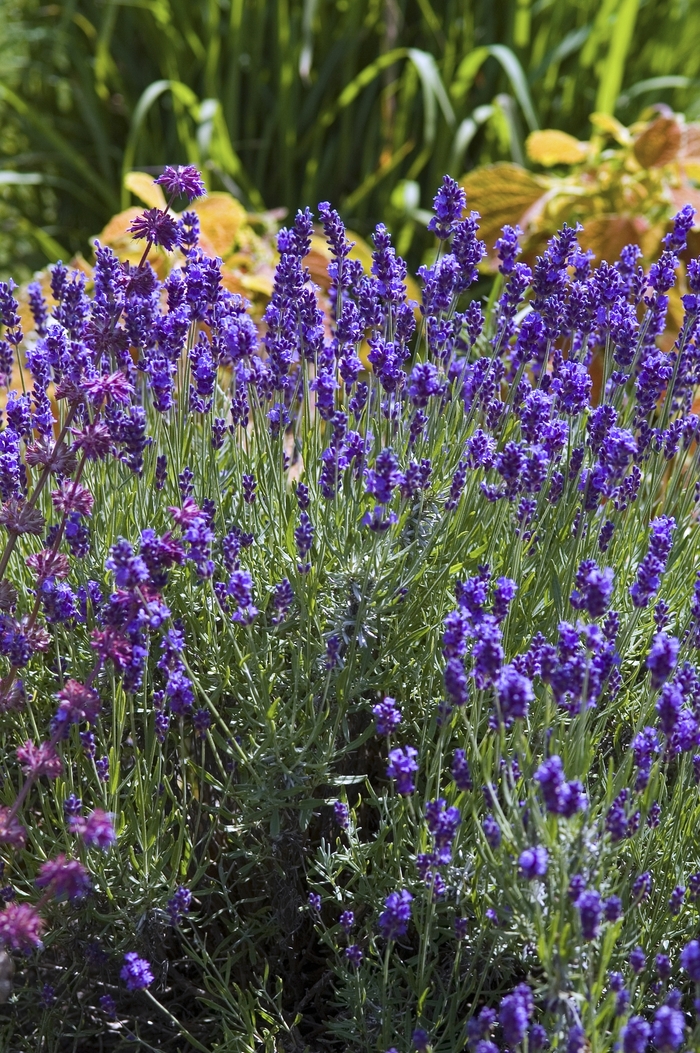 'Hidcote' Lavender - Lavandula angustifolia