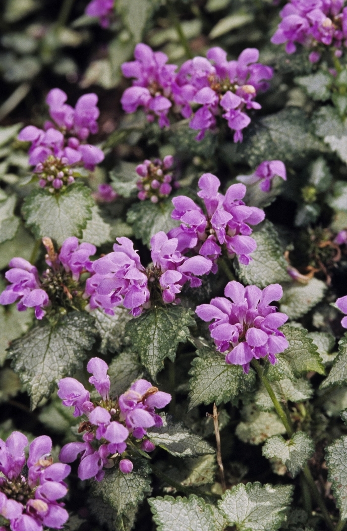 'Orchid Frost' Dead Nettle - Lamium maculatum