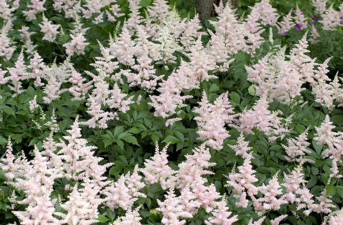 'Peach Blossom' False Spirea - Astilbe japonica