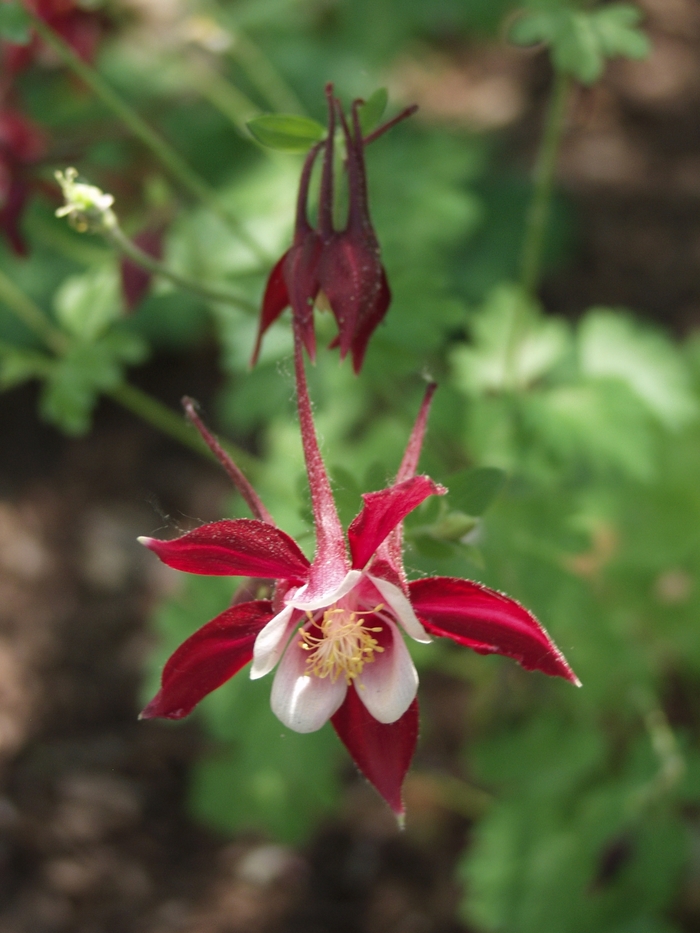 'Crimson Star' Columbine - Aquilegia 