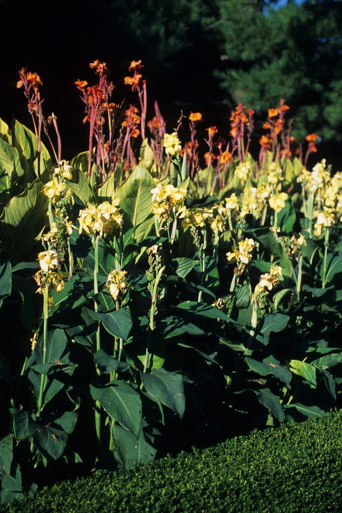 Assorted, Canna Lily - Canna 