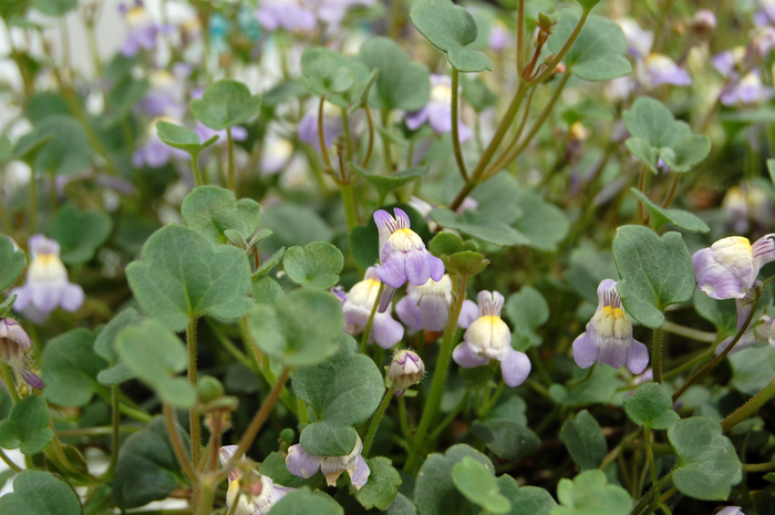 Kenilworth Ivy - Cymbalaria muralis