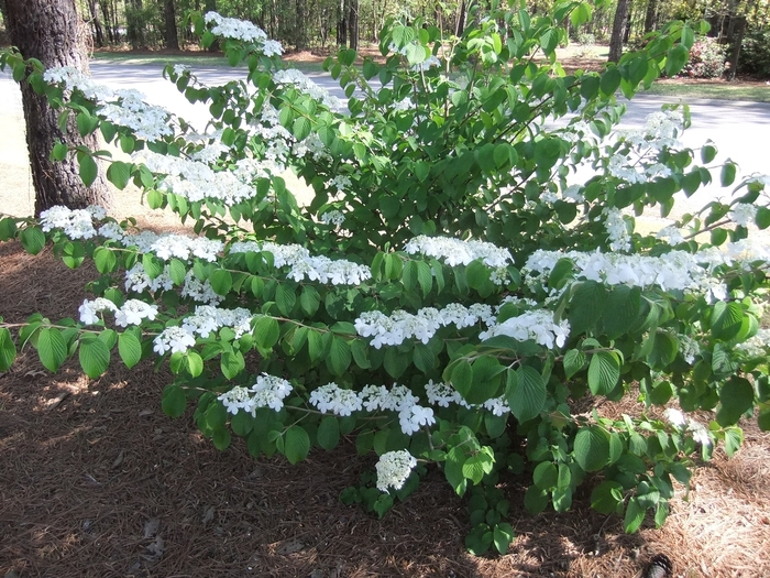 'Shasta' Doublefile Viburnum - Viburnum plicatum f. tomentosum