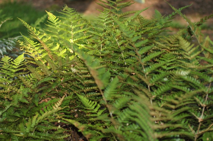 Autumn Fern - Dryopteris erythrosora