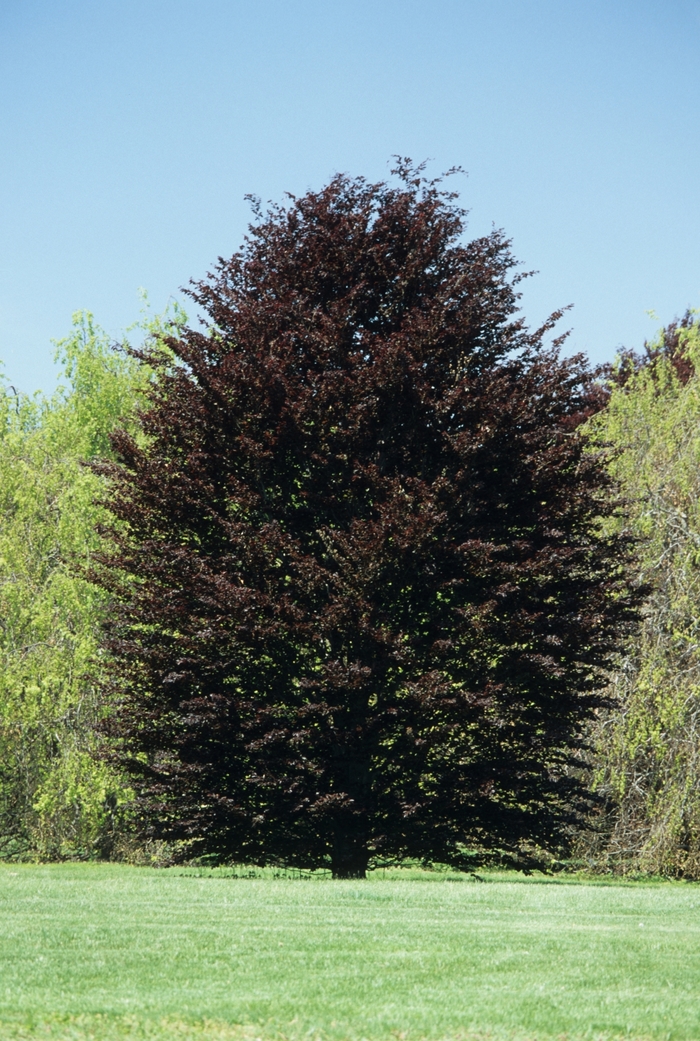 'Atropunicea' Purple Beech - Fagus sylvatica