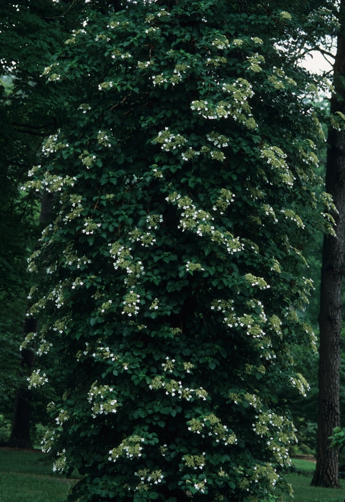 Climbing Hydrangea - Hydrangea anomala petiolaris