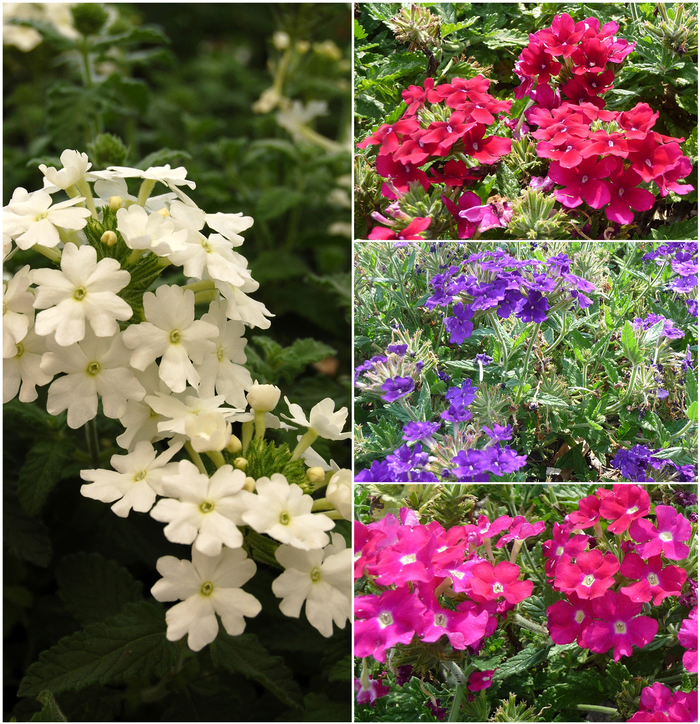 Assorted Verbena - Verbena 