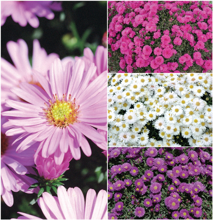 'Multiple Varieties' - Aster