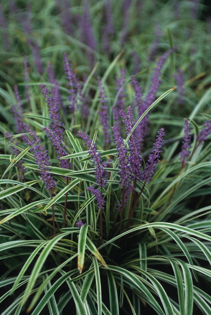 'Variegata' Variegated Liriope - Liriope muscari