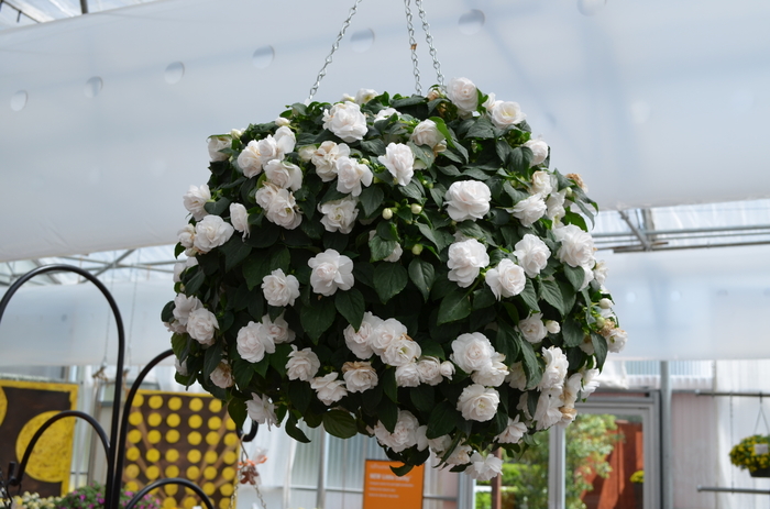 Fiesta 'Ole' White' - Impatiens walleriana (Double Impatiens)