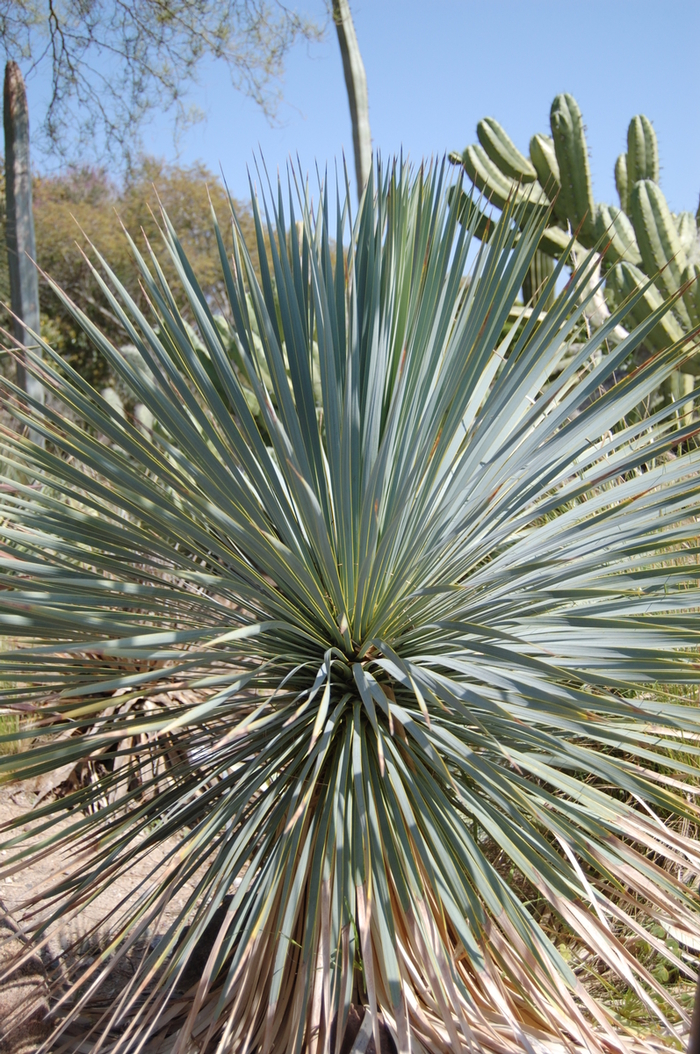 Yucca rostrata | Blue Yucca | Pots and Plants on the Pike