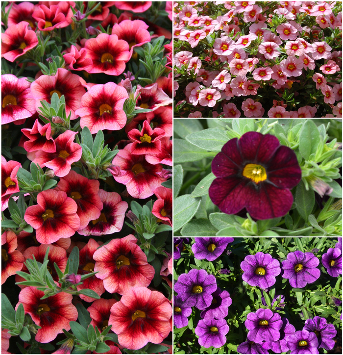 'Multiple Varieties' Assorted, Million Bells - Calibrachoa 