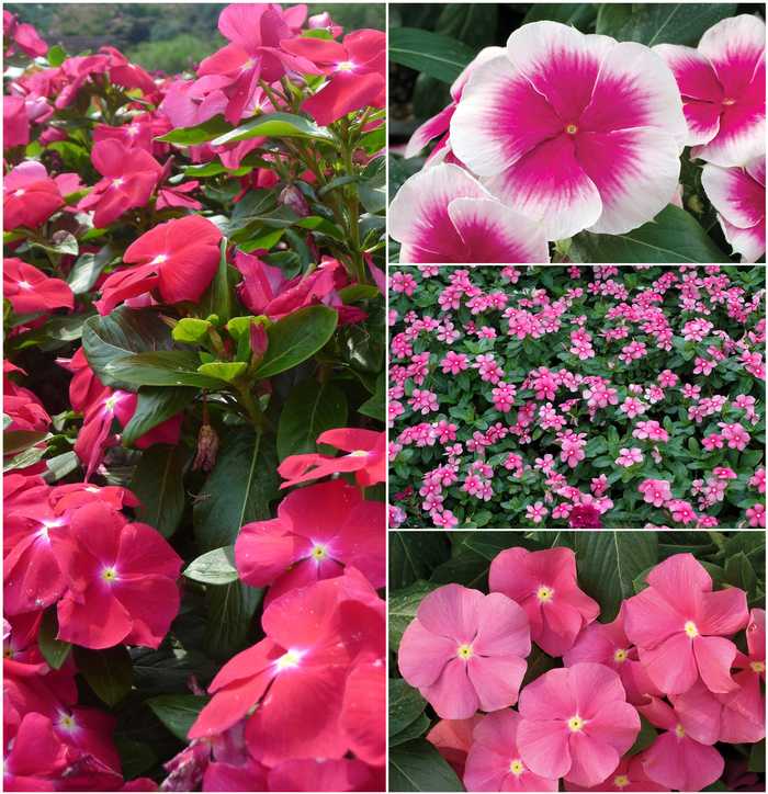 Nirvana® 'Multiple Varieties' - Catharanthus roseus (Annual Vinca; Periwinkle)