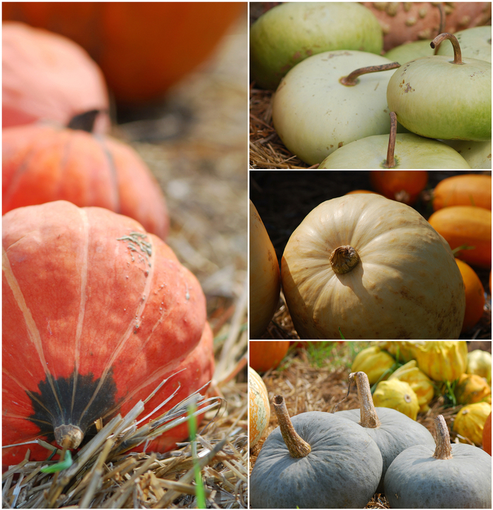 Specialty Pumpkin - 