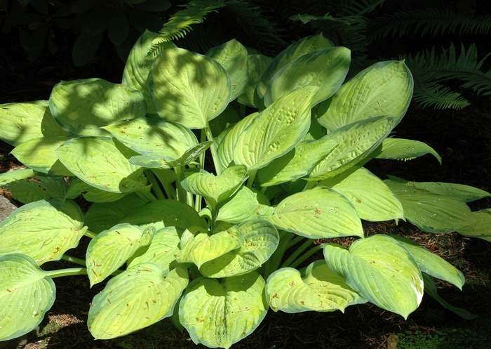 'Gold Standard' Hosta, Plantain Lily - Hosta 