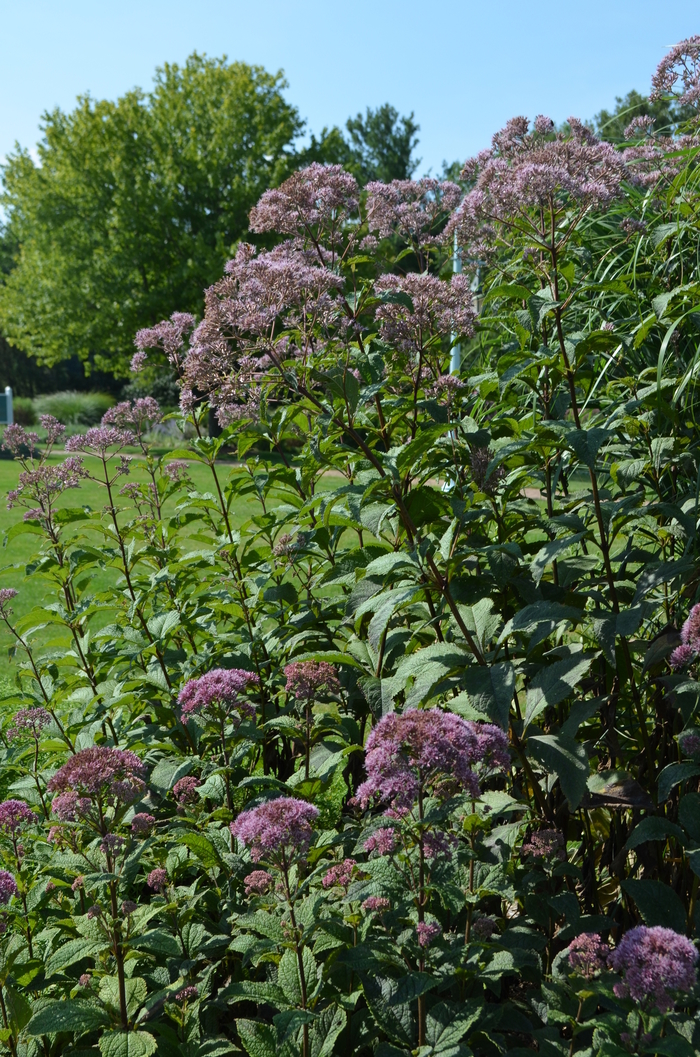 'Gateway' Spotted Joe Pye Weed - Eupatorium purpureum ssp. maculatum