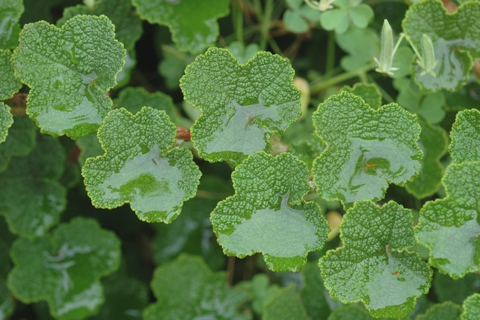 Creeping Raspberry - Rubus calycinoides