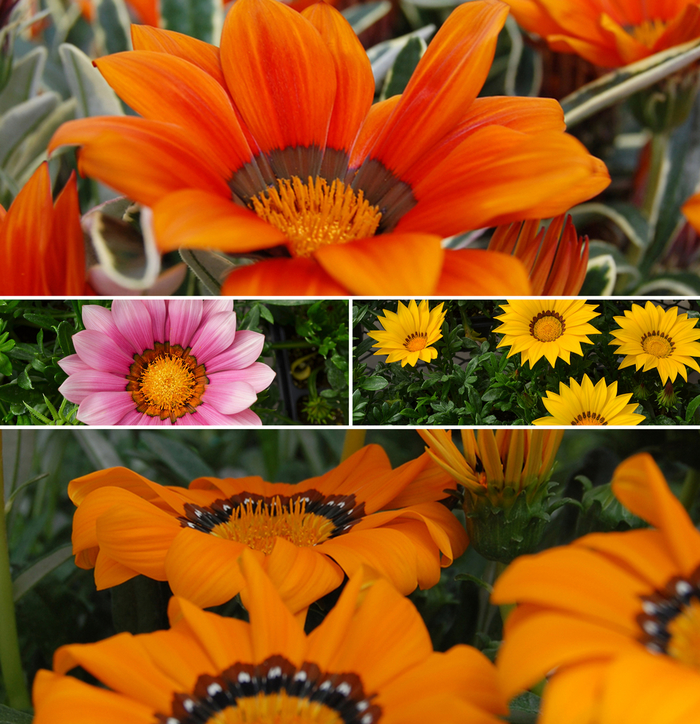 'Multiple Varieties' - Gazania 