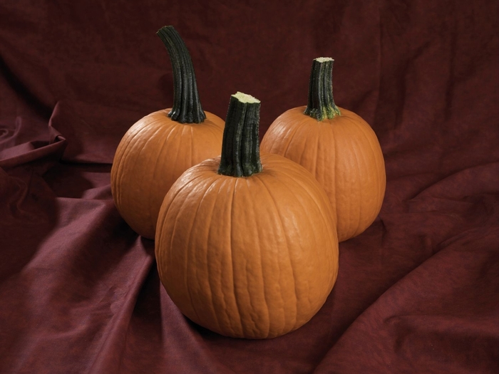 Regular Pumpkin - 