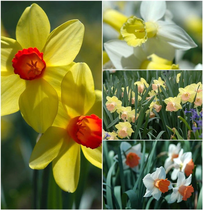 Assorted Daffodil - Narcissus 