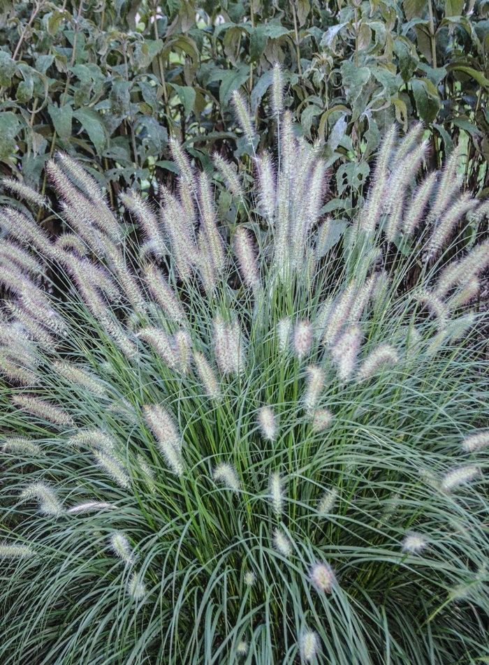 'Hameln' Dwarf Fountain Grass - Pennisetum alopecuroides