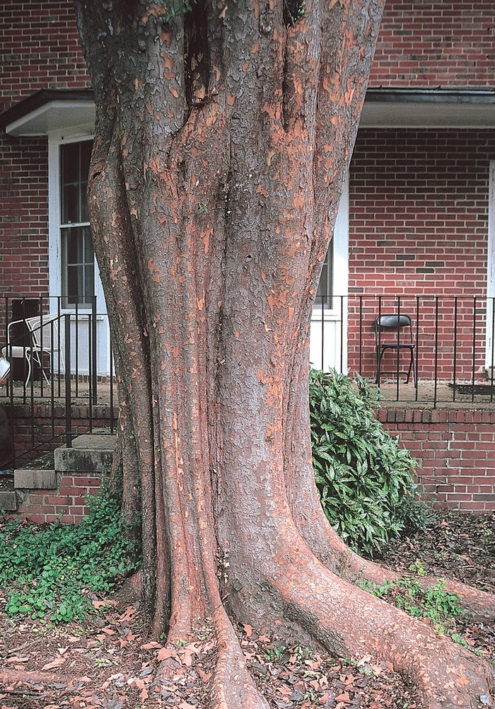 'Allee®' Chinese Elm - Ulmus parvifolia