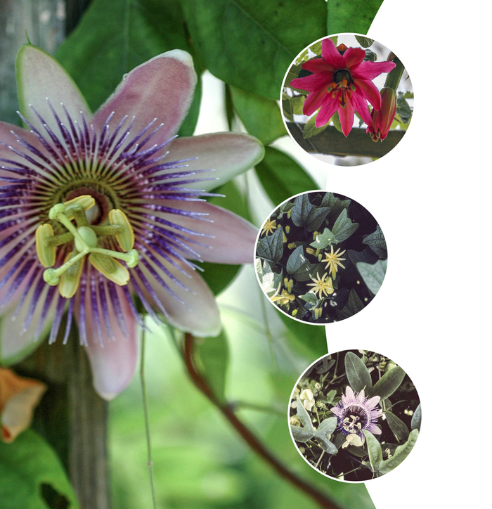 'Multiple Varieties' Passion Flower - Passiflora serratifolia